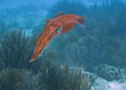 2008-Aruba-Bonaire